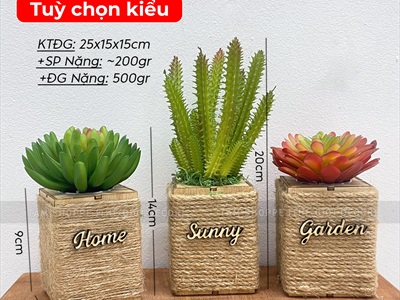 Chậu sen đá vuông quấn dây thừng để bàn [Nhiều kiểu] CHAUCAYGIA-20